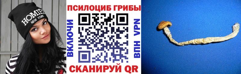 мориарти Telegram  кракен онион  Мостовской  Псилоцибиновые грибы мухоморы 